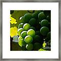 Green Grapes Framed Print
