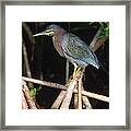 Green Heron On Mangrove Roots Florida Framed Print
