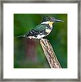 Green Kingfisher Chloroceryle Framed Print