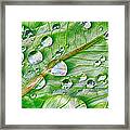 Green Leaf And Rain Drops Framed Print