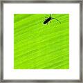 Green Leaf Background With A Bug Framed Print
