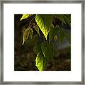 Green Leaves Framed Print