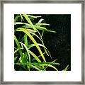 Green Leaves In Black Light Framed Print