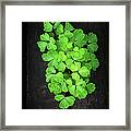Green Leaves Of Columbine Framed Print