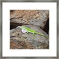 Green Lizard Framed Print