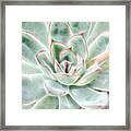 Green Pink Succulent Glow Framed Print