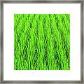 Green Rice Paddy Framed Print