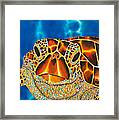 Green Sea Turtle Framed Print