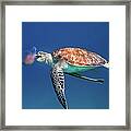 Green Sea Turtle Eating Jellyfish Framed Print