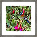 Green-tailed Sunbird A. Nipalensis Framed Print