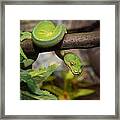 Green Tree Python Framed Print