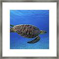 Green Turtle In The Blue Framed Print