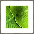 Green Twin Leaves Framed Print