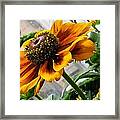 Greenhouse Daisy Framed Print