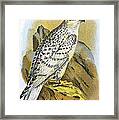 Greenland Falcon Framed Print