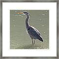 Grey Bird Framed Print