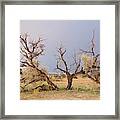 Grey Camelthorn Tree In The Auob Riverbed Framed Print