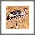 Grey Crowned Crane Framed Print