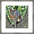 Grey Fox In A Tree Framed Print