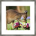 Grey Kangaroo Eating Graveyard Flowers Framed Print