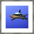 Grey Reef Shark  (carcharhinus Amblyrhynchos) Framed Print