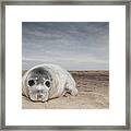 Grey Seal On Beach Norfolk England Framed Print
