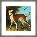 Greyhound In A Landscape Framed Print