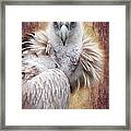 Griffon Vulture Framed Print