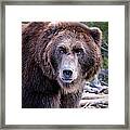Grizzly Framed Print