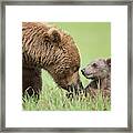 Grizzly Bear And Cub In Katmai Framed Print