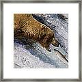 Grizzly Bear Catching Salmon Framed Print