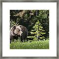 Grizzly Bear In The Spring Framed Print
