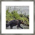 Grizzly Bear Late September 4 Framed Print