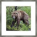 Grizzly Bear Male Scent Marking Tree Framed Print