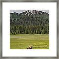 Grizzly Bear Mother And Cubs In Meadow Framed Print