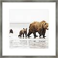 Grizzly Bear Mother And Cubs Lake Clark Framed Print