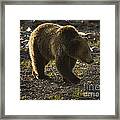 Grizzly Bear-signed-#4429 Framed Print