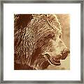 Grizzly Bear Framed Print