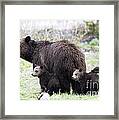 Grizzly Family Portrait Framed Print