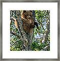 Grizzly Hanging Out Framed Print