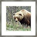 Grouchy Grizzly Framed Print