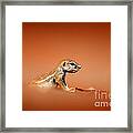 Ground Squirrel On Red Desert Sand Framed Print