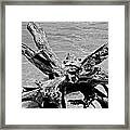 Grounded Framed Print