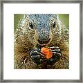 Groundhogs Favorite Snack Framed Print