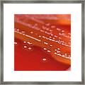 Group C Streptococci Bacteria Culture Framed Print