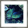 Group Of Fish Framed Print