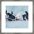 Group Of Four Newborn Baby Bunnies Framed Print