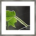 Growing In The Light Framed Print