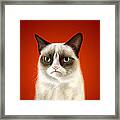 Grumpy Cat Framed Print
