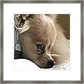 Guilty Or Innocent Framed Print